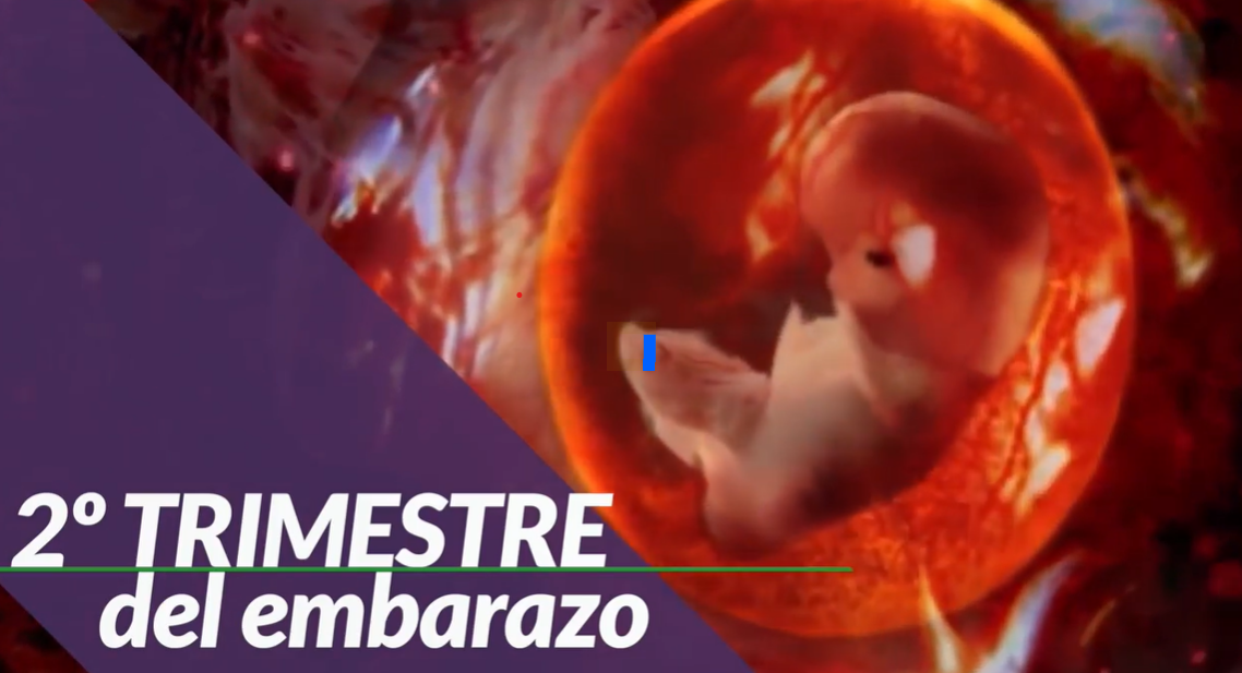 ¿CÓMO ES MI BEBE ENTRE LA SEMANA 14 A 28?